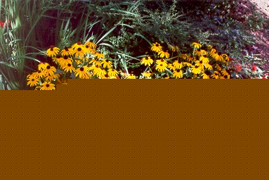 RING00_blackeyedsusans.jpg (65851 bytes)