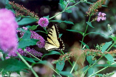 RING00_tiger1.jpg (42781 bytes)