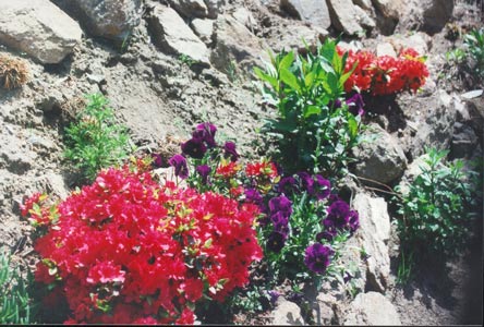 RING2001-Azaleas&Pansies.jpg (404623 bytes)