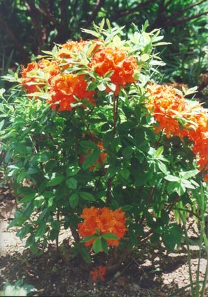 RING2001-orangeazalea.jpg (325906 bytes)