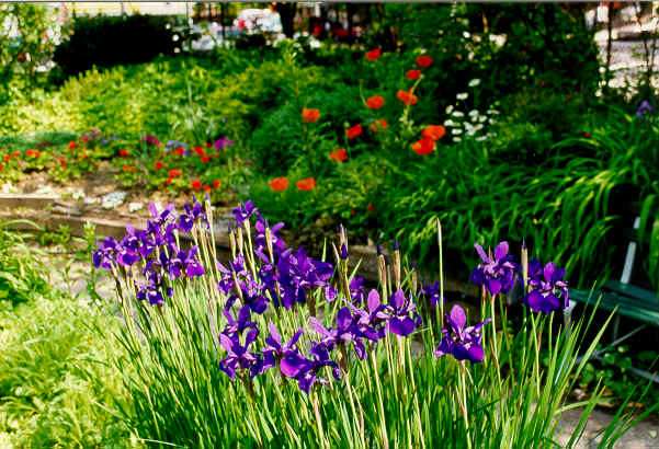RING98 Siberian Iris & Poppies.tif (739434 bytes)