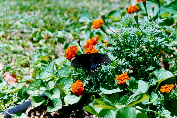 RING98 blackswallowtail & marigold.tif (675324 bytes)