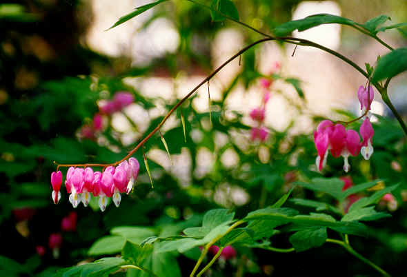 RING98 bleeding heart.tif (711744 bytes)