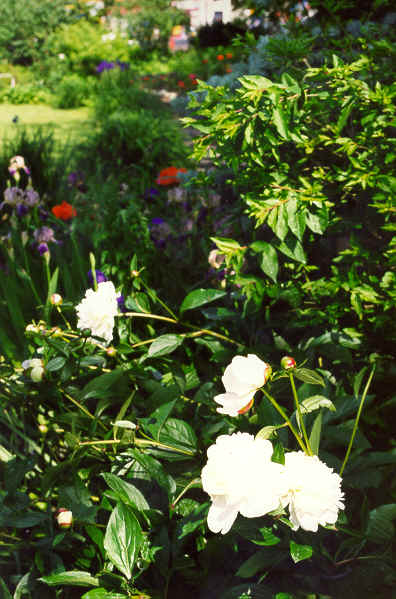 RING98 peonies.tif (711816 bytes)