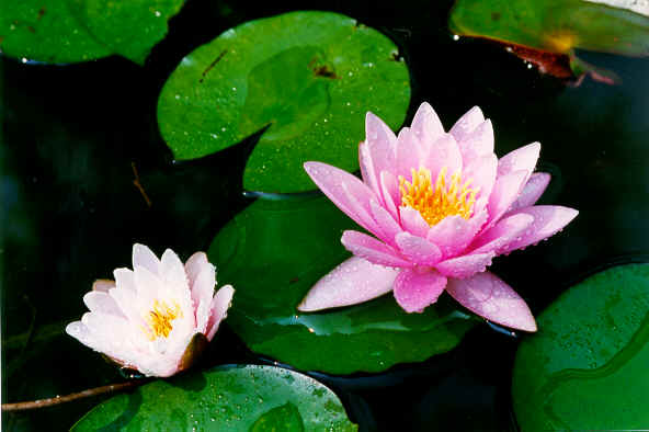 RING98 pinkwaterlillies.tif (699948 bytes)