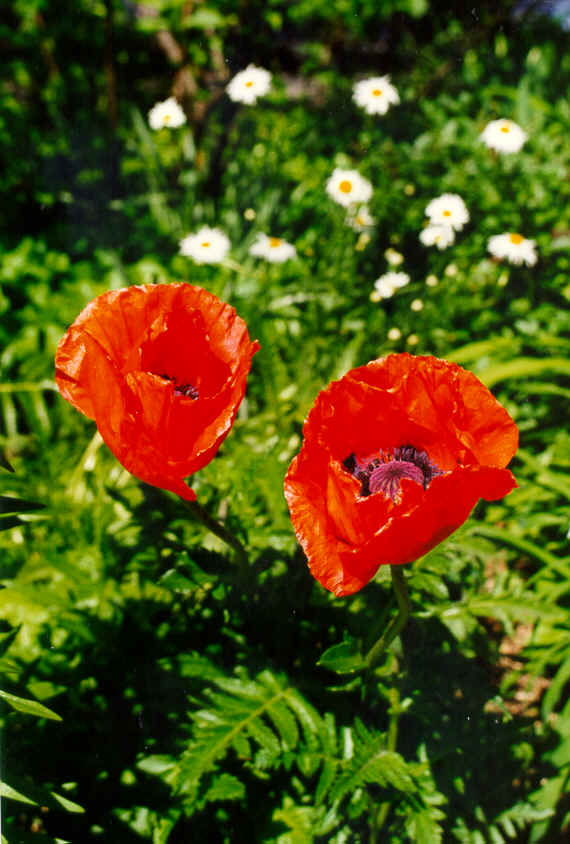 RING98 poppies.tif (1443444 bytes)