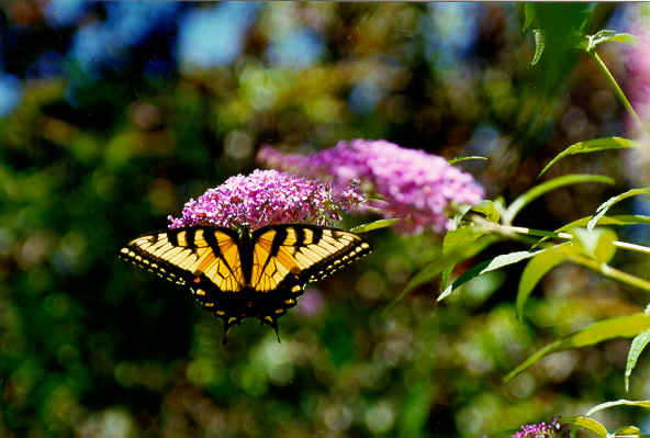 RING98 tigerswwallowtail.tif (708828 bytes)