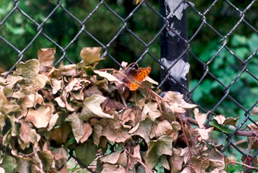 RING99comma.jpg (49041 bytes)