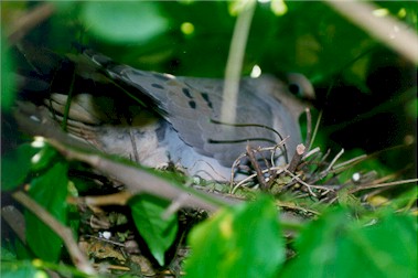 RINGdove1.jpg (30730 bytes)