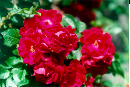RINGredrose.tif (402060 bytes)
